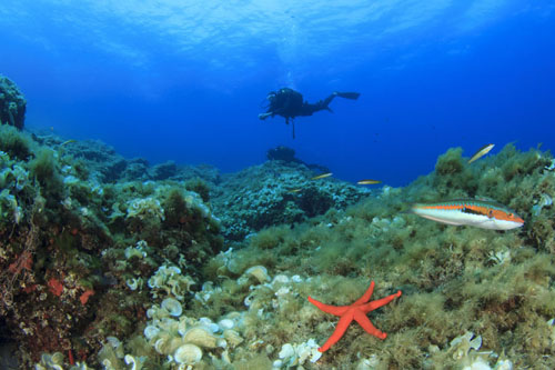 St. Lucia scuba diving tour - Pirate Bay